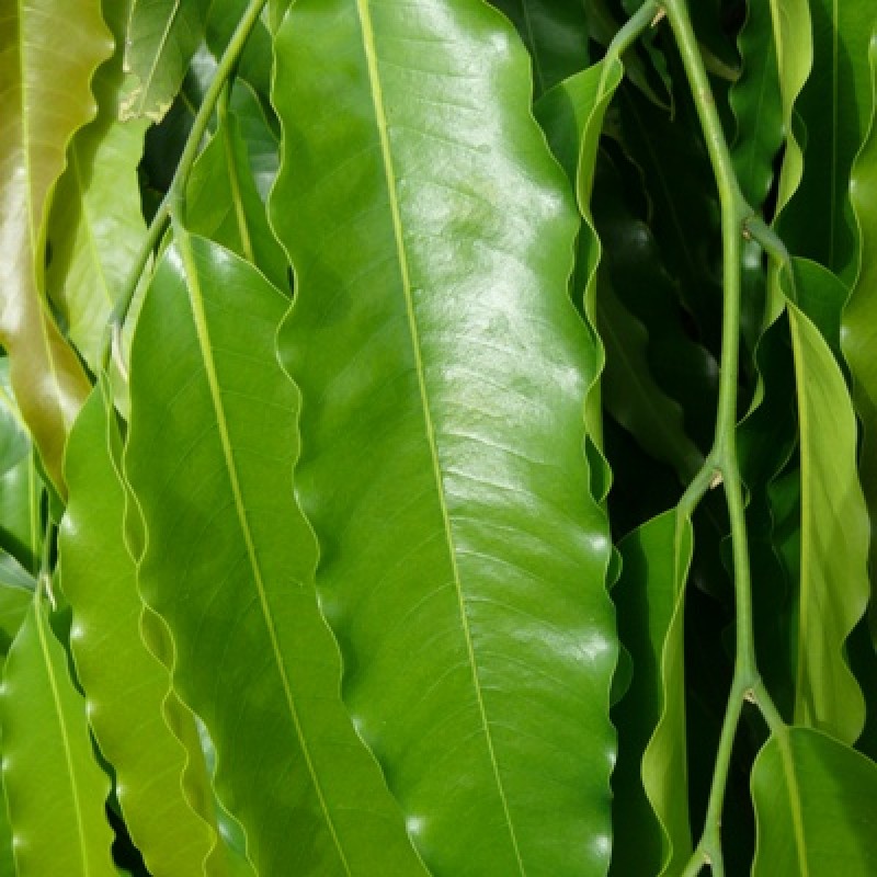 ashoka tree leaves